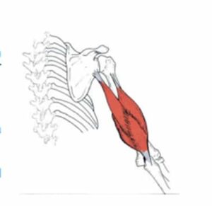 Tríceps